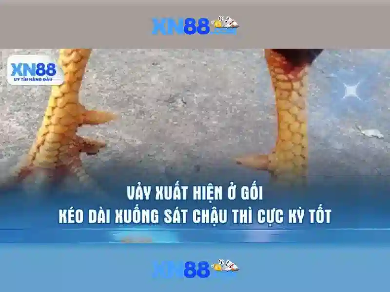 Giai thich xn88