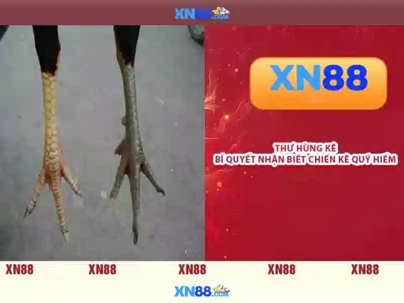 Xn88 là gì?