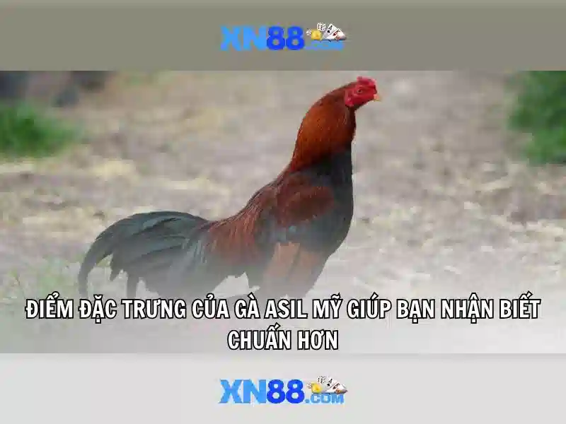 Các tính năng nổi bật của xn88
