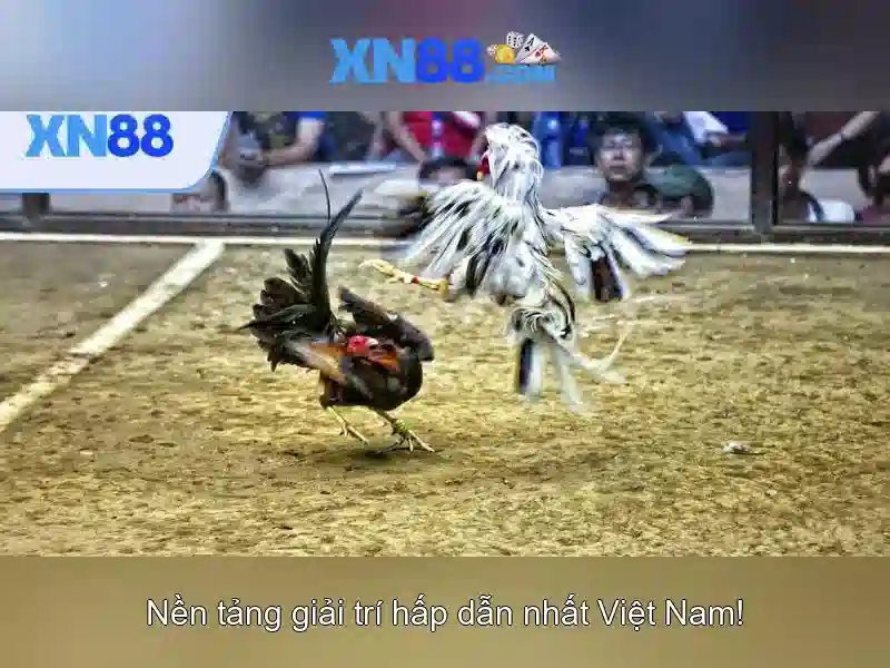 XN88 - Nền tảng cược trực tuyến và đánh giá tổng quan