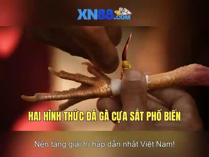 xn88: Tổng quan về nền tảng cược và giải trí trực tuyến