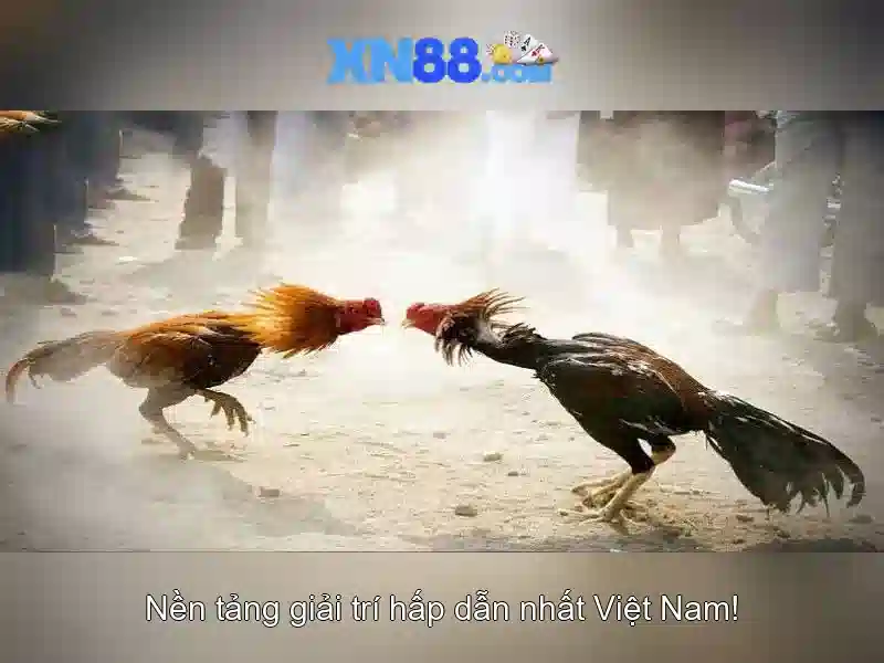 xn88 và hành trình của một nền tảng cá cược trực tuyến tại Việt Nam